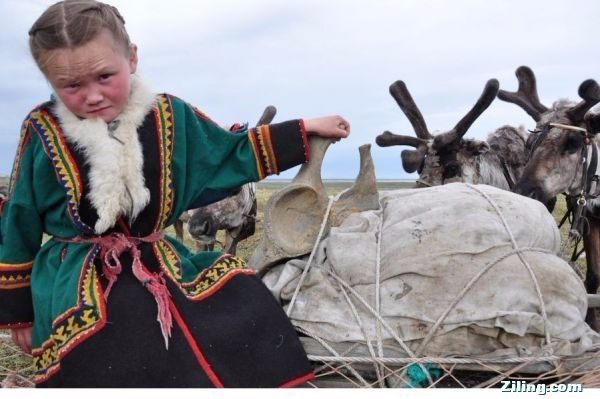 涅涅茨人为何面临生存危机？