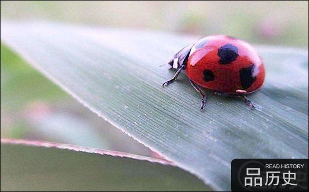 王子的博客留言太少是怎么回事，我们虫子能做什么？