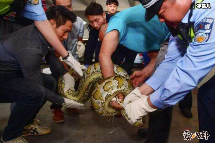 民警街坊几人合力抓住大蟒蛇