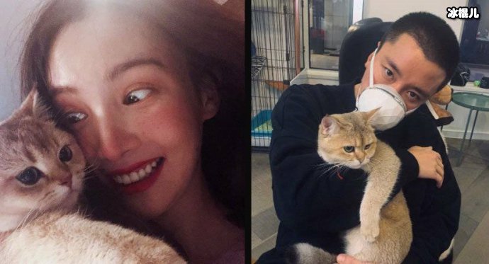 贾乃亮金晨同款猫咪