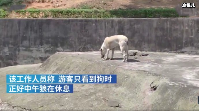 九峰山森林动物园否认以狗充狼