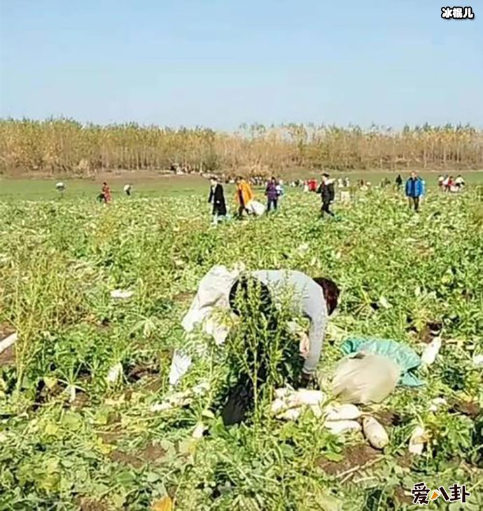 200亩萝卜被拔光