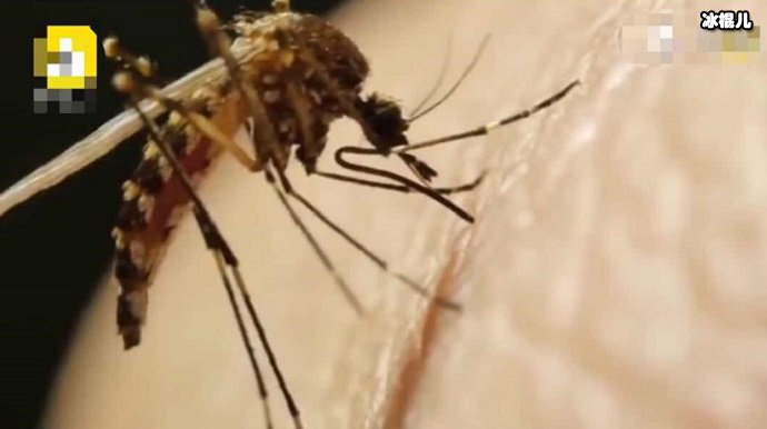 蚊子正在叮人