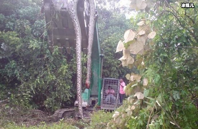 辽宁巨蛇渡劫化龙事件,诡异一幕令人惊讶