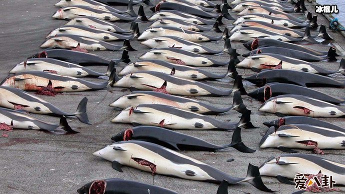 日本的商业捕鲸