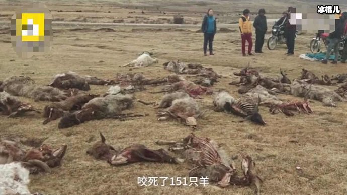 青海狼袭击后的狼群