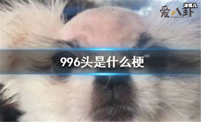 996头是什么梗