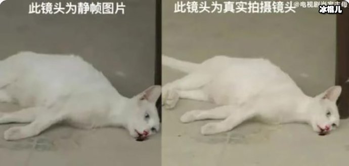当家主母中的猫