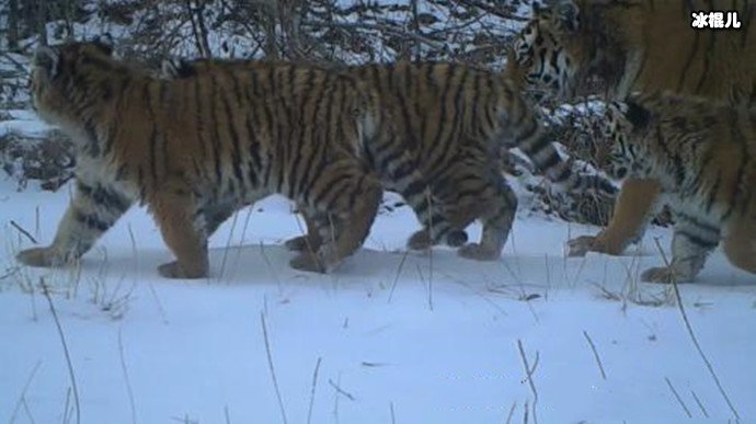 野生东北虎种群