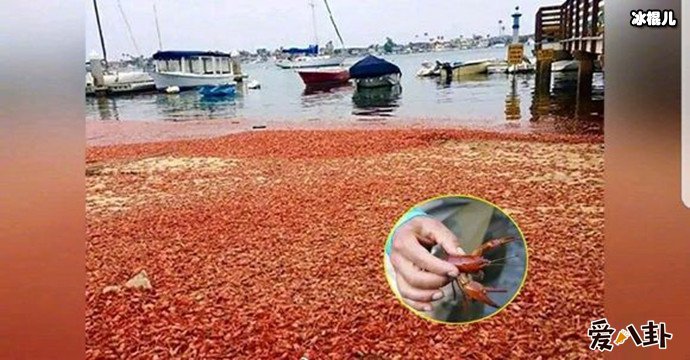 荷兰的小龙虾成灾害