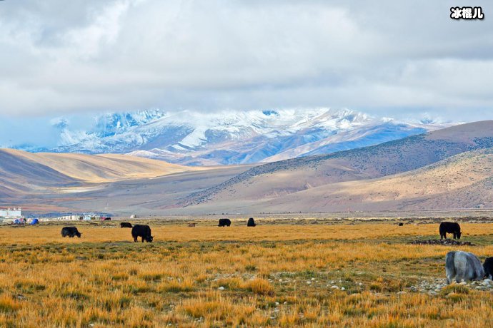 羌塘无人区