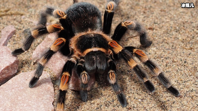 网友调侃是购物惊喜