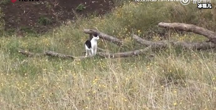 澳洲的野猫
