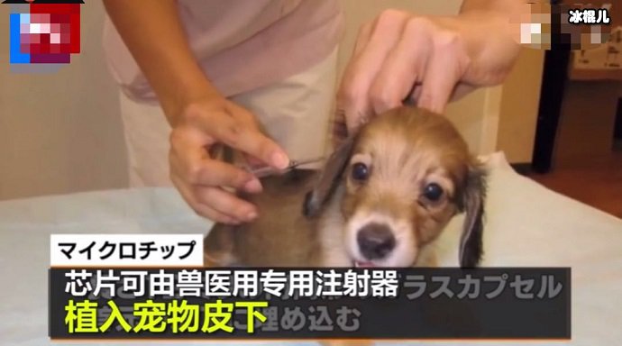 正在为宠物植入芯片