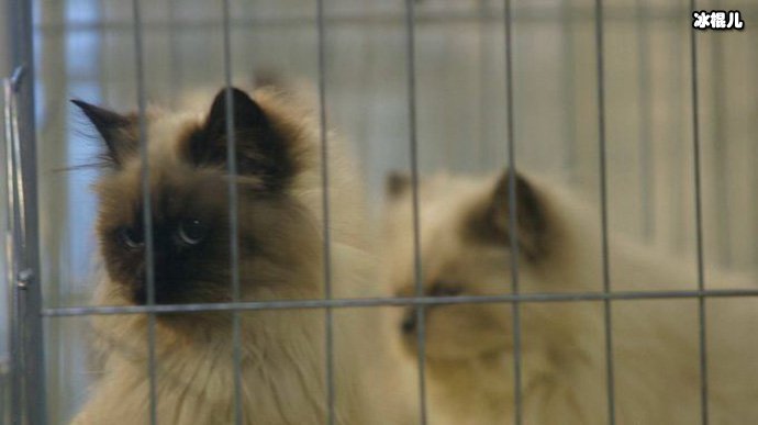 猫奴买房当猫宅被投诉