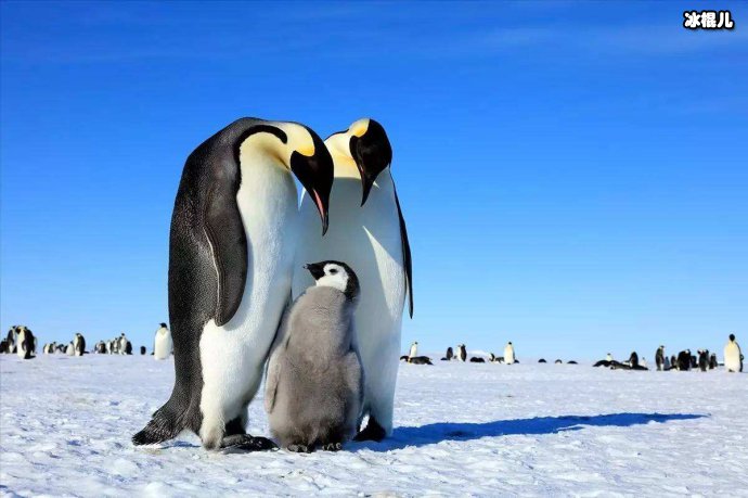 帝企鹅、秃鹫疼老婆