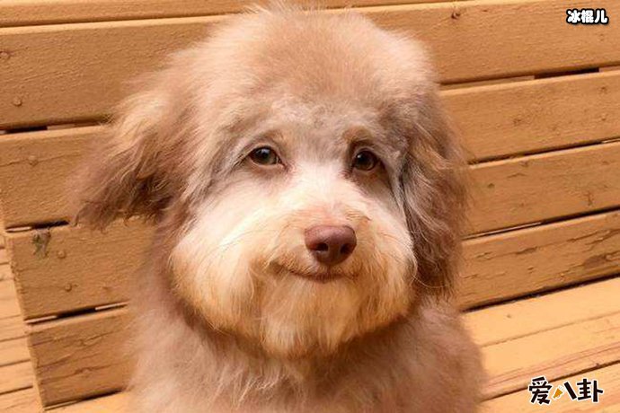 怎么回事人脸狗长什么样子