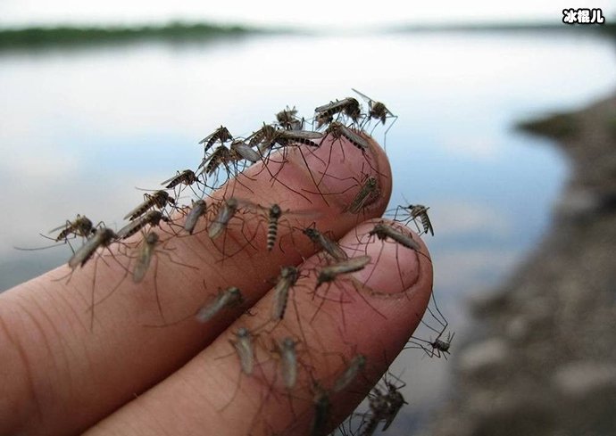 有人提议献血给蚊子