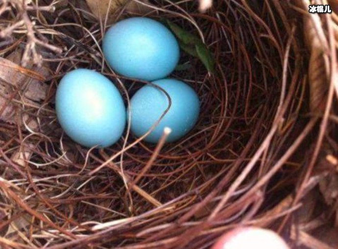 青色的蛋