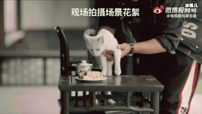 当家主母猫