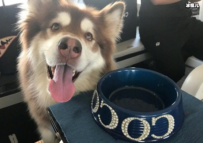 王思聪的狗王可可