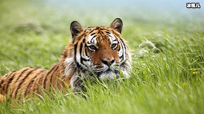 野生东北虎