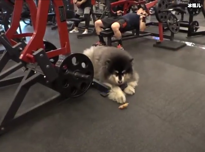 主人为超重狗子请私教