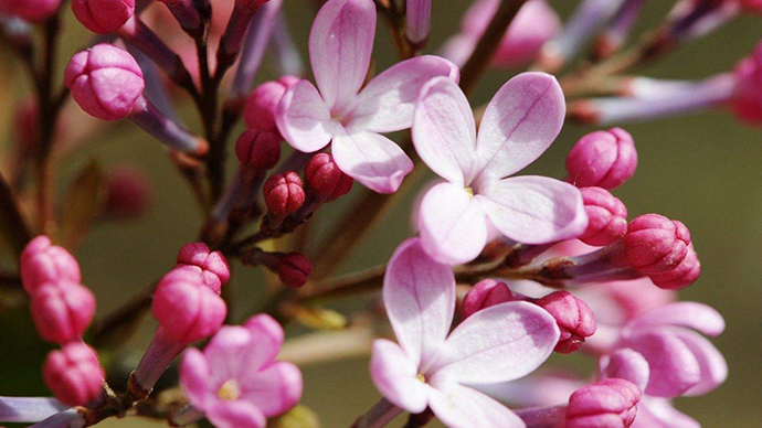 《丁香花》背后的感人故事