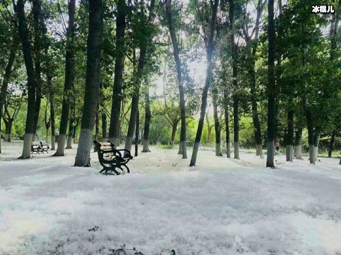 杨柳絮到处都是