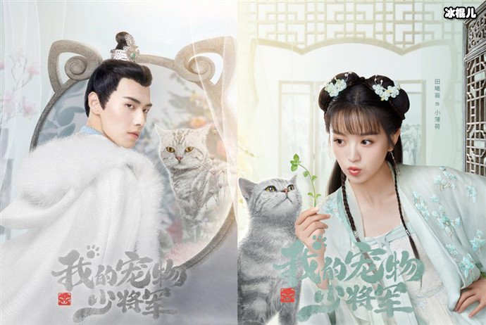 我的宠物少将军讲什么故事