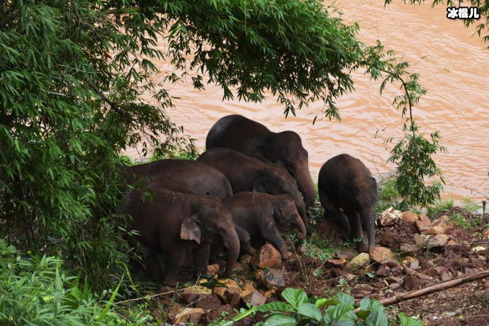 游客遭野象攻击
