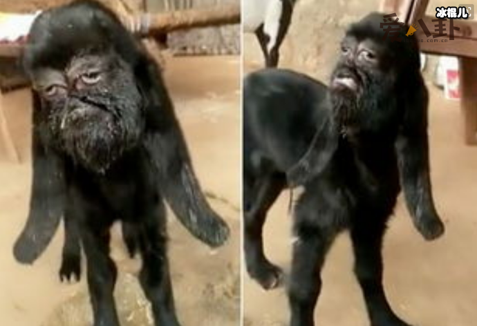 印度一山羊长人脸