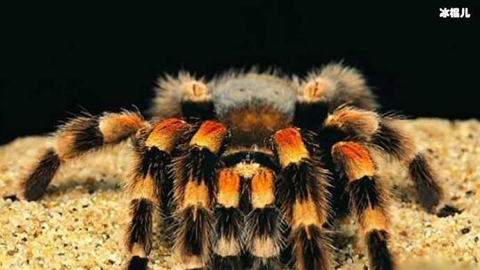 法国某超市香蕉里有巨型蜘蛛