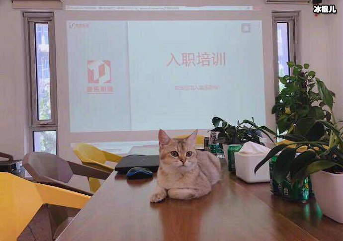 贾乃亮金晨公司的猫