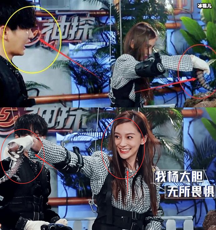 杨颖徒手抓蜥蜴