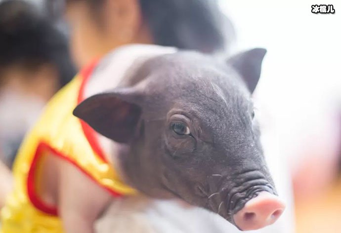 杭州现撸猪咖啡店