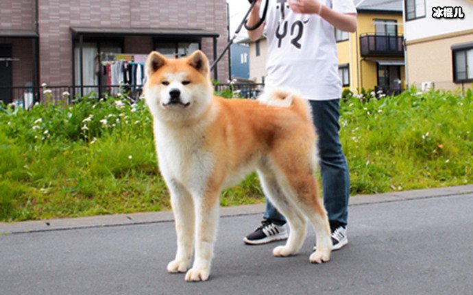 日本秋田犬面临灭绝