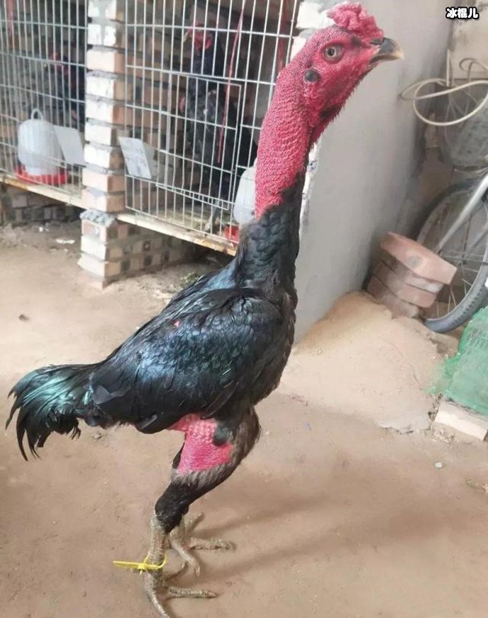 李女士家的宠物鸡