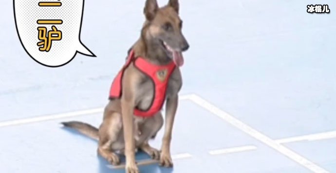 搜救犬二驴