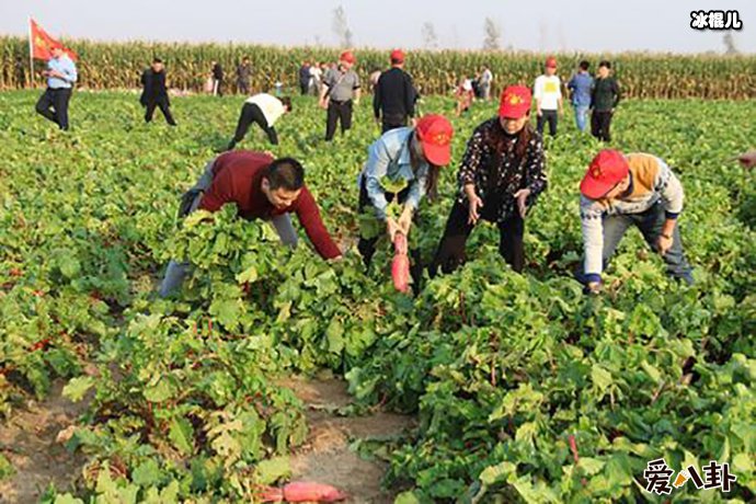 免费萝卜是谣言