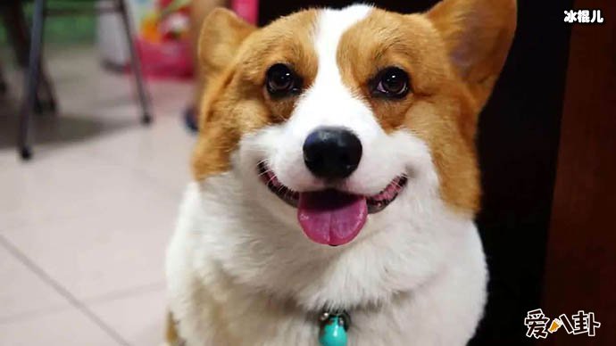 狗狗成为医生的要求