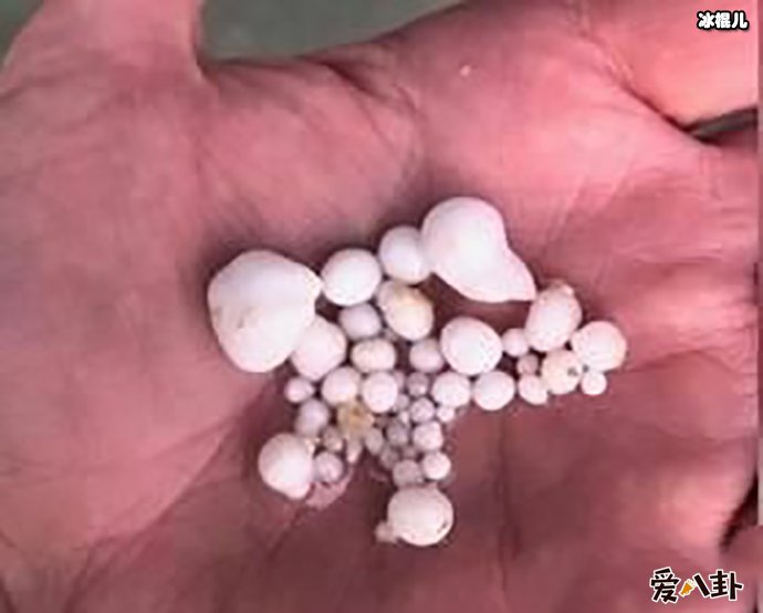 吃生蚝吐48颗珍珠