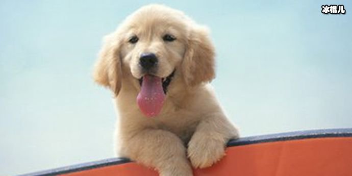 说一个人狗什么意思