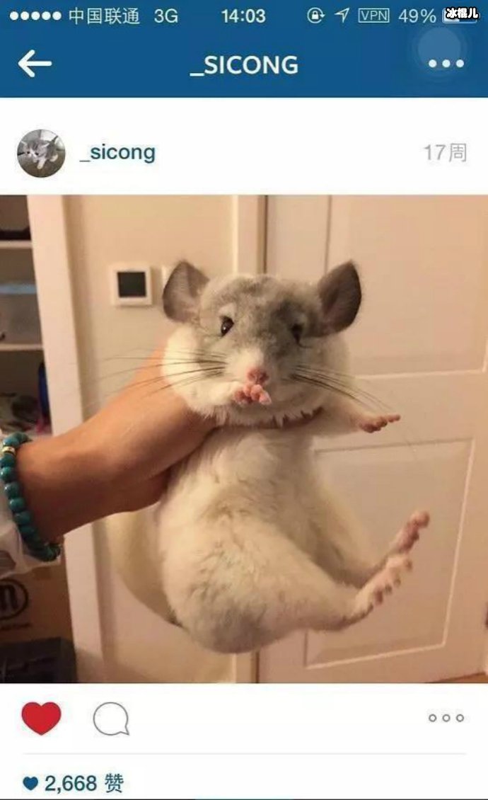 王思聪买的老鼠