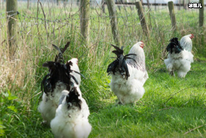 梵天鸡体型庞大