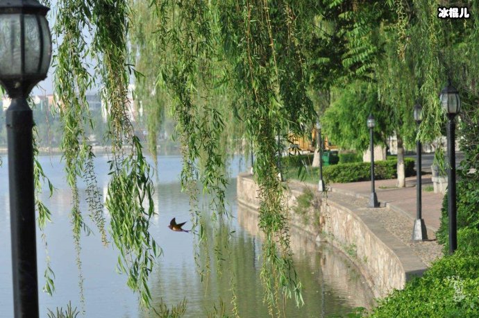 种植杨树柳树治理沙尘暴