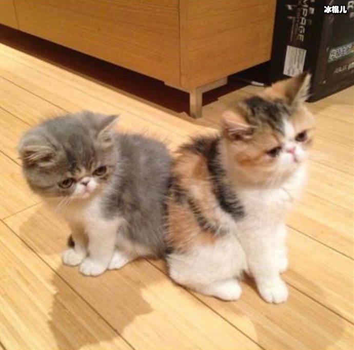 王思聪的猫小灰小花