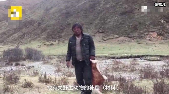 牧民在收拾被咬死的羊