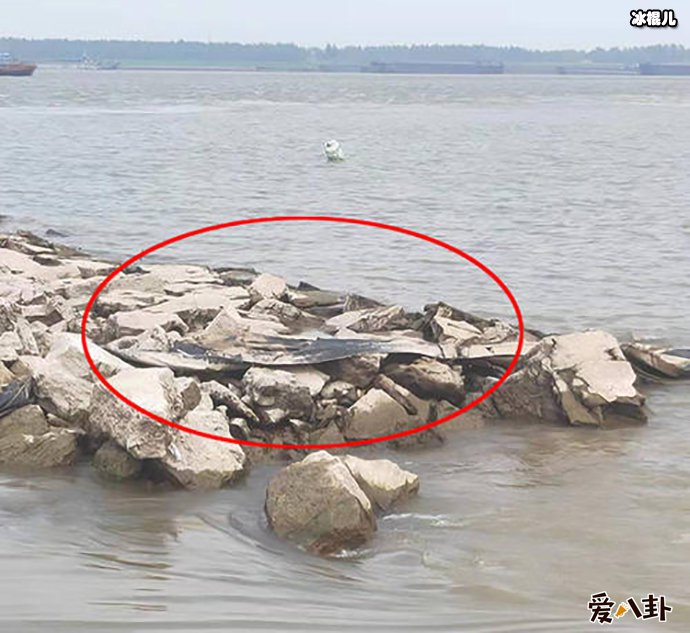 原被猜测的神秘生物竟然是这个