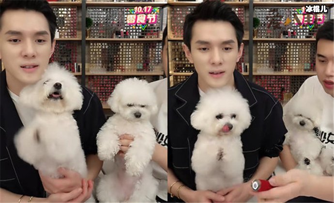 李佳琦心爱的小比熊